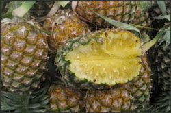 pineapple Si Racha
